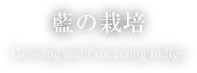 藍染とは To deepen one's knowledge of indigo dye