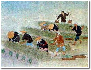 本畑への移植
