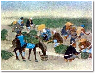 藍葉の収穫