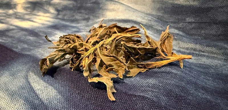 藍の原料