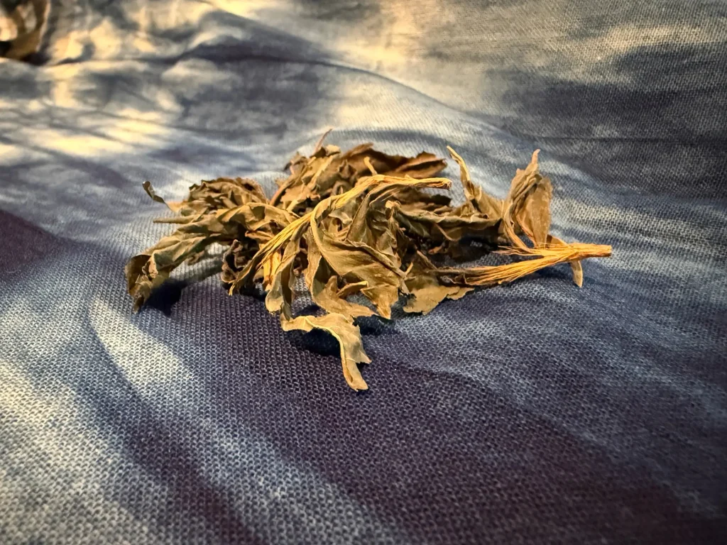 藍の原料